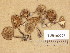  (Inocybe griseoscabrosa - TUR190227)  @11 [ ] Copyright (2014) Diana Weckman Botanical Museum, Finnish Museum of Natural History, University of Helsinki