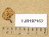  (Pluteus phlebophorus - TUR197162)  @11 [ ] Copyright (2014) Diana Weckman Botanical Museum, Finnish Museum of Natural History, University of Helsinki