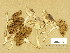  (Inocybe perlata - TUR197412)  @11 [ ] Copyright (2014) Diana Weckman Botanical Museum, Finnish Museum of Natural History, University of Helsinki