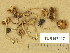  (Inocybe auricoma - TUR197417)  @11 [ ] Copyright (2014) Diana Weckman Botanical Museum, Finnish Museum of Natural History, University of Helsinki