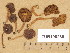  (Inocybe leiocephala - TUR198269)  @11 [ ] Copyright (2014) Diana Weckman Botanical Museum, Finnish Museum of Natural History, University of Helsinki