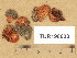  (Inocybe erubescens - TUR198633)  @11 [ ] Copyright (2014) Diana Weckman Botanical Museum, Finnish Museum of Natural History, University of Helsinki