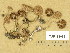  (Inocybe cincinnata var. major - TUR198962)  @11 [ ] Copyright (2014) Diana Weckman Botanical Museum, Finnish Museum of Natural History, University of Helsinki