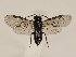  (Endelomyia - ZMUO.033015)  @14 [ ] CreativeCommons - Attribution Non-Commercial (2018) Marko Mutanen University of Oulu