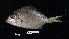  (Stenotomus caprinus - FWRI 03895)  @11 [ ] by-nc-sa (2020) Fish and Wildlife Conservation Commission Fish and Wildlife Research Institute