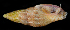  (Costoanachis semiplicata - FBAR-0157)  @11 [ ] CreativeCommons - Attribution Non-Commercial Share-Alike (2017) Unspecified Fish and Wildlife Research Institute