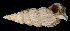  (Cerithium muscarum - FBAR-0195)  @11 [ ] CreativeCommons - Attribution Non-Commercial Share-Alike (2017) Unspecified Fish and Wildlife Research Institute