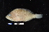  (Hypoplectrus floridae - FWRI 02926)  @11 [ ] CreativeCommons - Attribution Non-Commercial Share-Alike (2017) Unspecified Fish and Wildlife Research Institute