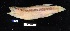  (Liopropoma eukrines - FWRI 02985)  @11 [ ] CreativeCommons - Attribution Non-Commercial Share-Alike (2017) Unspecified Fish and Wildlife Research Institute