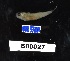  (Microgobius thalassinus - FWRI 03452)  @11 [ ] CreativeCommons - Attribution Non-Commercial Share-Alike (2017) Unspecified Fish and Wildlife Research Institute