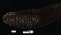  (Echeneis neucratoides - FWRI 00539)  @11 [ ] CreativeCommons - Attribution Non-Commercial Share-Alike (2019) Fish and Wildlife Conservation Commission Fish and Wildlife Research Institute