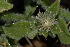  (Mesembryanthemum crystallinum - BS0116)  @11 [ ] CreativeCommons - Attribution Non-Commercial Share-Alike (2011) Olivier Maurin University of Johannesburg