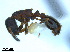  (Leptothorax sphagnicola - BL-10540W-F10)  @15 [ ] CreativeCommons - Attribution Non-Commercial Share-Alike (2014) Alex Smith University of Guelph