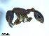  (Leptothorax spAF-erg - BL-10540X-D10)  @11 [ ] CreativeCommons - Attribution Non-Commercial Share-Alike (2014) Alex Smith University of Guelph