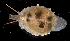  (Pusula pediculus - BFLA-104)  @14 [ ] Copyright (2008) Unspecified Florida Musuem of Natural History