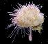  (Lima caribaea - BFLA-115)  @14 [ ] Copyright (2008) Unspecified Florida Musuem of Natural History