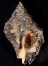  (Stramonita rustica - BFLA-268)  @11 [ ] Copyright (2008) Unspecified Florida Musuem of Natural History