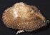  (Barbatia candida - BFLA-334)  @13 [ ] Copyright (2008) Unspecified Florida Musuem of Natural History
