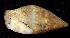  (Costoanachis sertulariarum - BFLA-353)  @13 [ ] Copyright (2008) Unspecified Florida Musuem of Natural History