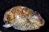  (Haminoea antillarum - BFLA-354)  @14 [ ] Copyright (2008) Unspecified Florida Musuem of Natural History