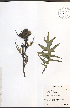  (Cirsium muticum - JRM111)  @11 [ ] CreativeCommons - Attribution  Unspecified Centre for Biodiversity Genomics