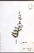  (Scutellaria galericulata - NTW1144)  @11 [ ] CreativeCommons - Attribution  Unspecified Centre for Biodiversity Genomics