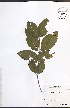  (Viburnum cassinoides - NTW974)  @11 [ ] CreativeCommons - Attribution  Unspecified Centre for Biodiversity Genomics