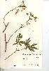  (Physospermum - NMW7093)  @11 [ ] CreativeCommons - Attribution (2012) National Museum Wales National Museum Wales