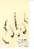  (Myosotis stolonifera - NMW7621)  @11 [ ] CreativeCommons - Attribution (2012) National Museum Wales National Museum Wales