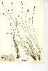  (Carex davalliana - NMW7896)  @11 [ ] CreativeCommons - Attribution (2012) National Museum Wales National Museum Wales