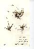  (Carex ericetorum - NMW7909)  @11 [ ] CreativeCommons - Attribution (2012) National Museum Wales National Museum Wales