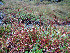  (Carex simpliciuscula - RBGE225)  @11 [ ] CreativeCommons - Attribution (2012) Royal Botanic Garden Edinburgh Royal Botanic Garden Edinburgh