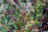  ( - RBGE53)  @11 [ ] CreativeCommons - Attribution (2012) Royal Botanic Garden Edinburgh Royal Botanic Garden Edinburgh