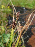  ( - RBGE9)  @11 [ ] CreativeCommons - Attribution (2012) Royal Botanic Garden Edinburgh Royal Botanic Garden Edinburgh