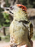  (Picus vaillantii - JMP331-EP)  @11 [ ] Unspecified (default): All Rights Reserved  No Rights Reserved Unspecified