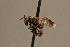  (Frieseomelitta silvestrii - CCDB-48408-C12)  @11 [ ] Creative Commons (CC) (2024) University of Kansas University of Kansas
