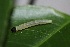  ( - FRC00318)  @12 [ ] CreativeCommons - Attribution Non-Commercial Share-Alike (2017) Carlo L. Seifert Institute of Entomology, Biology Centre CAS, Ceske Budejovice