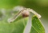  ( - FRC01252)  @11 [ ] CreativeCommons - Attribution Non-Commercial Share-Alike (2017) Carlo L. Seifert Institute of Entomology, Biology Centre CAS, Ceske Budejovice
