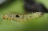  ( - FRC01262)  @11 [ ] CreativeCommons - Attribution Non-Commercial Share-Alike (2017) Carlo L. Seifert Institute of Entomology, Biology Centre CAS, Ceske Budejovice