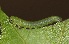  ( - FRC30828)  @11 [ ] CreativeCommons - Attribution Non-Commercial Share-Alike (2017) Carlo L. Seifert Institute of Entomology, Biology Centre CAS, Ceske Budejovice