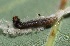  ( - FRC40618)  @12 [ ] CreativeCommons - Attribution Non-Commercial Share-Alike (2017) Carlo L. Seifert Institute of Entomology, Biology Centre CAS, Ceske Budejovice