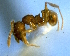  (Pheidole ACZ6561 - RDT0056_137)  @12 [ ] CreativeCommons - Attribution (2016) David A. Donoso Universidad de Cuenca