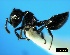  (Crematogaster liengmei - ASA_IBA_111_01)  @14 [ ] Copyright (2011) Brigitte Braschler DST-NRF Centre of Excellence for Invasion Biology, Department of Botany and Zoology, Stellenbosch University