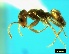  (Tapinolepis trimenii - ASA_IBA_56_01)  @14 [ ] Copyright (2011) Brigitte Braschler DST-NRF Centre of Excellence for Invasion Biology, Department of Botany and Zoology, Stellenbosch University