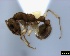  (Nesomyrmex antoinettae - ASA_AM_12_0518)  @13 [ ] Copyright (2012) Brigitte Braschler DST-NRF Centre of Excellence for Invasion Biology