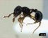  (Pristomyrmex cribarius - ASA_KZN_06LITTER_02)  @14 [ ] Copyright (2012) Brigitte Braschler DST-NRF Centre of Excellence for Invasion Biology, Department of Botany and Zoology, Stellenbosch University