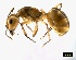  (Camponotus cuneiscapus - ASA_NC_92_02)  @11 [ ] Copyright (2011) Brigitte Braschler DST-NRF Centre of Excellence for Invasion Biology, Department of Botany and Zoology, Stellenbosch University