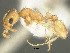  (Nesomyrmex koebergensis - SAM-HYM-C010992a)  @11 [ ] Copyright (2012) Nokuthula Mbanyana Iziko Museums of Cape Town