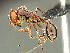  (Ocymyrmex sp - HYM-C024666)  @16 [ ] Unspecified (default): All Rights Reserved  Iziko Museums Unspecified