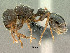  (Tetramorium dichroum - SAM-HYM-C023307)  @15 [ ] Copyright (2011) Nokuthula Mbanyana Iziko Museums of Cape Town